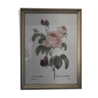 Botanical board framed PJ Dreaded