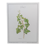 Botanical silkscreen printing