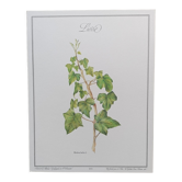 Botanical silkscreen printing