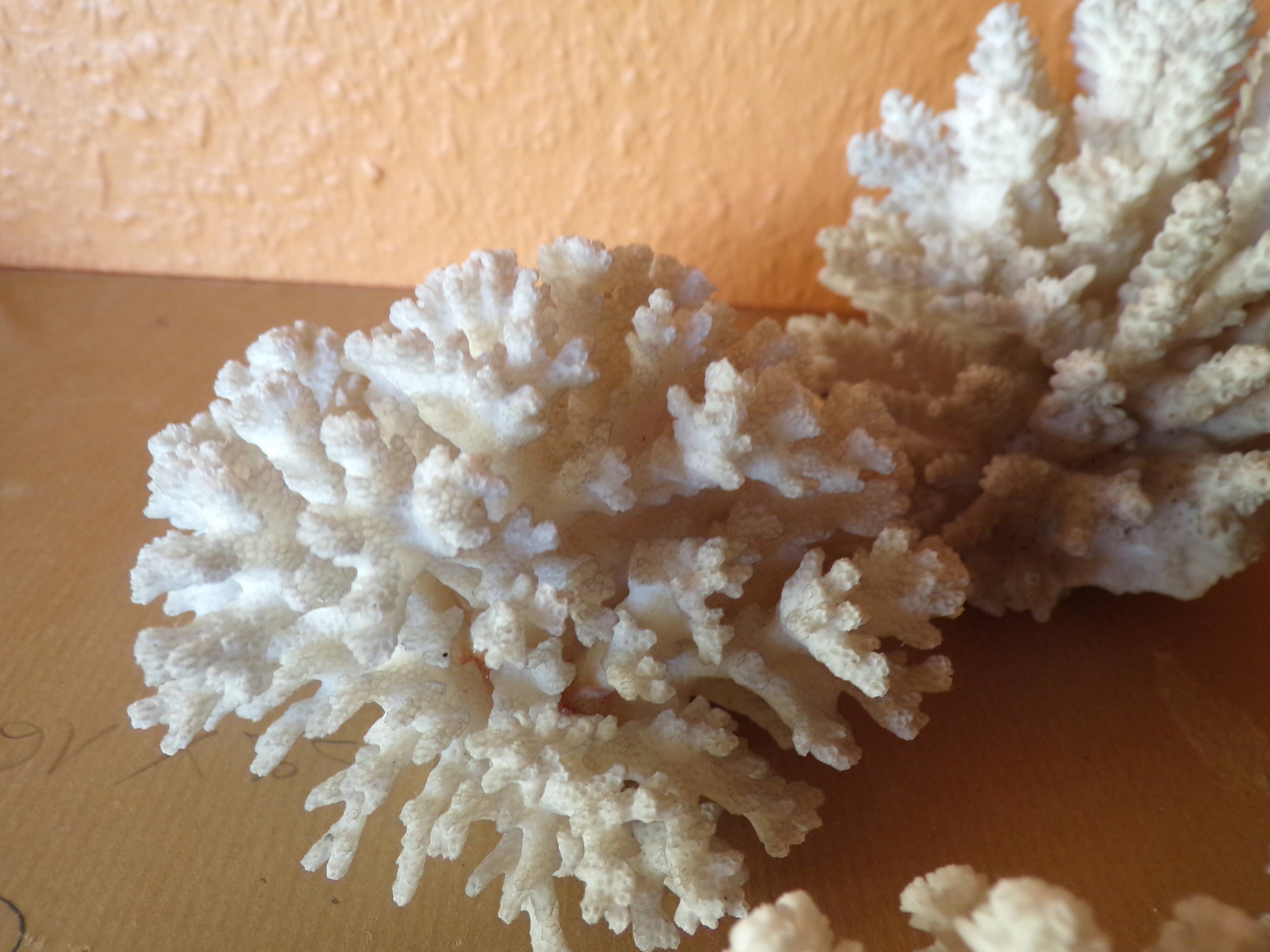 Lot of ancient natural white corals
