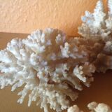 Lot of ancient natural white corals