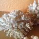 Lot of ancient natural white corals