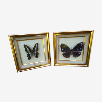 Pair of butterfly in golden frame