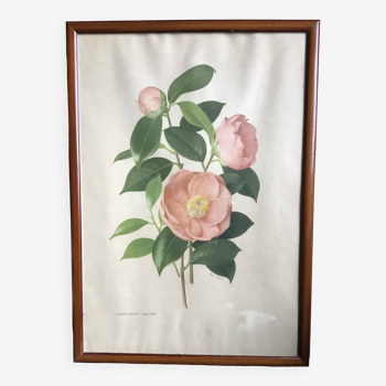 Camellia illustration Paul Jones