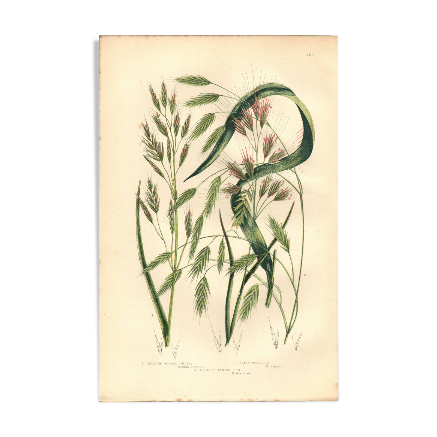 Engraving from 1889 - Straight Herbs by A. Pratt - Botanical lithograph