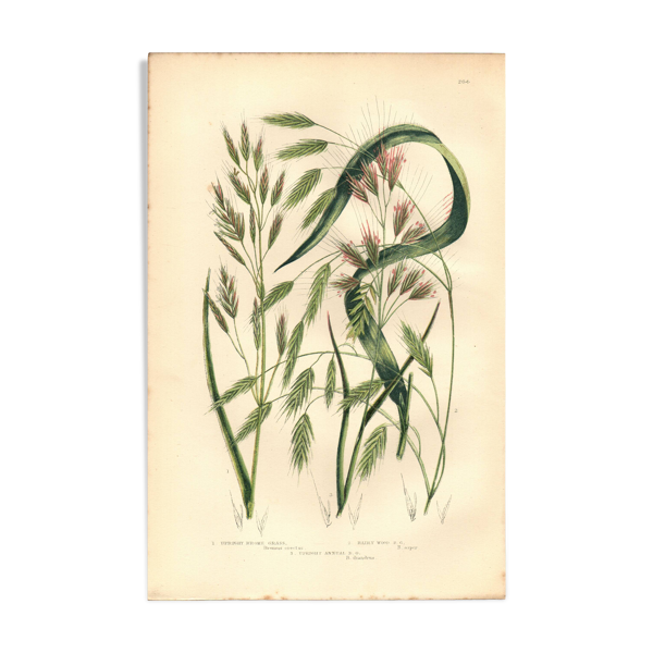 Gravure de 1889 - Herbes Droites par A. Pratt - Lithographie botanique — Beyit