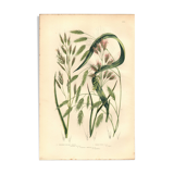 Engraving from 1889 - Straight Herbs by A. Pratt - Botanical lithograph