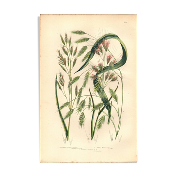 Engraving from 1889 - Straight Herbs by A. Pratt - Botanical lithograph