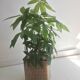 Cache-pot en verre et cannage