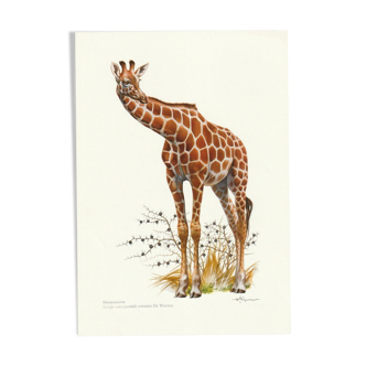 Vintage school print of a reticulated giraffe