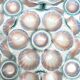 Barbotine oyster plates Digoin
