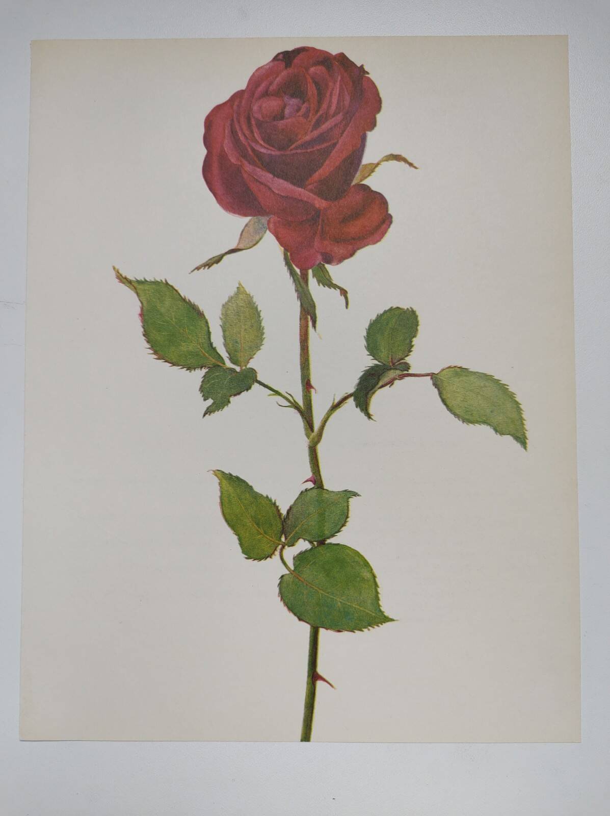 Botanical print from 1968 Crimson King - Vintage flower and rose illustration