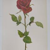 Botanical print from 1968 Crimson King - Vintage flower and rose illustration