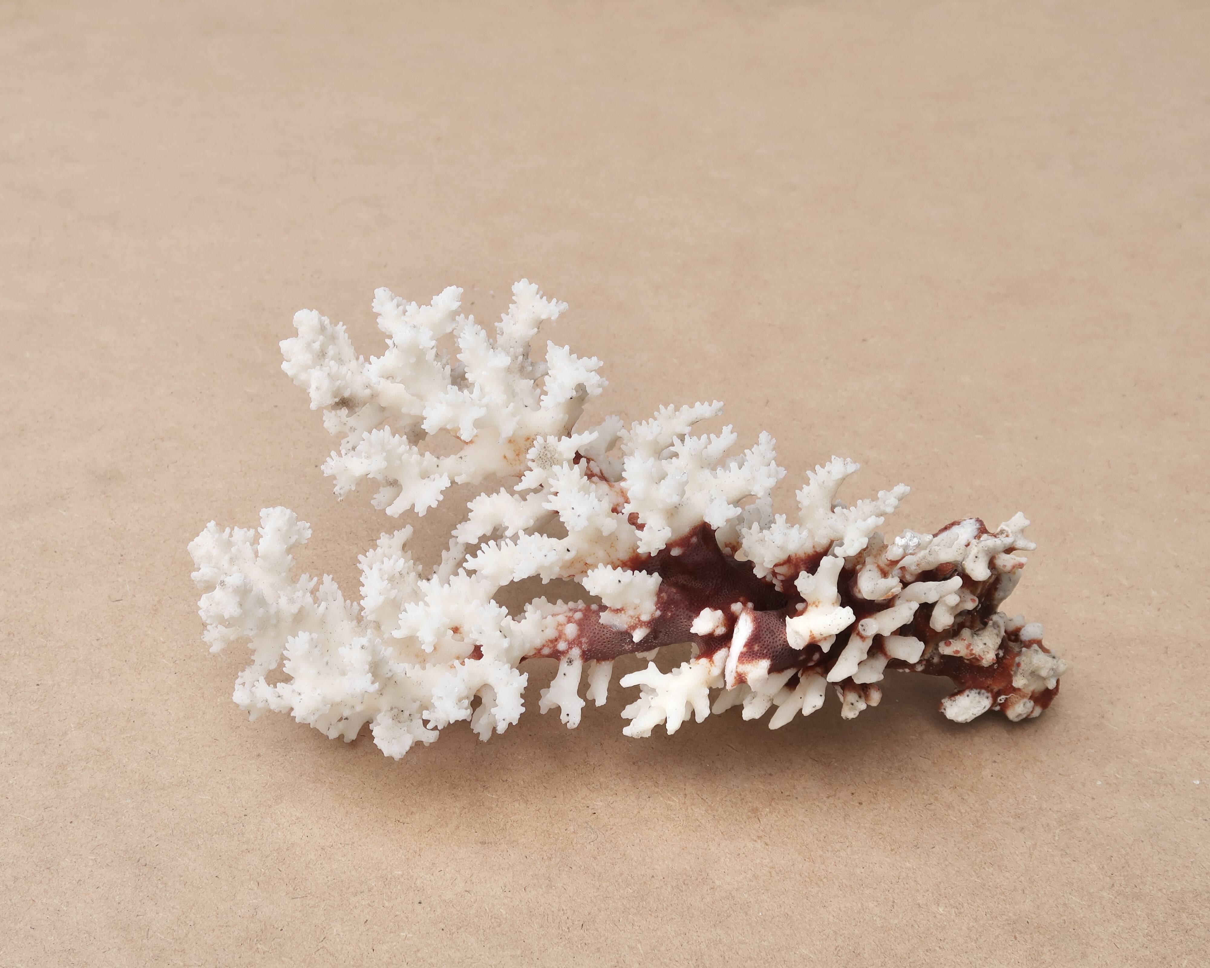 Corail blanc naturel, années 70