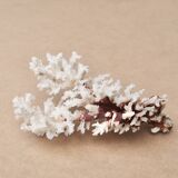 Imposing natural white coral, 70s