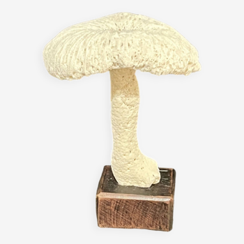 Mushroom in old white coral on wooden base 19th 20th vintage cabinet of curiosities