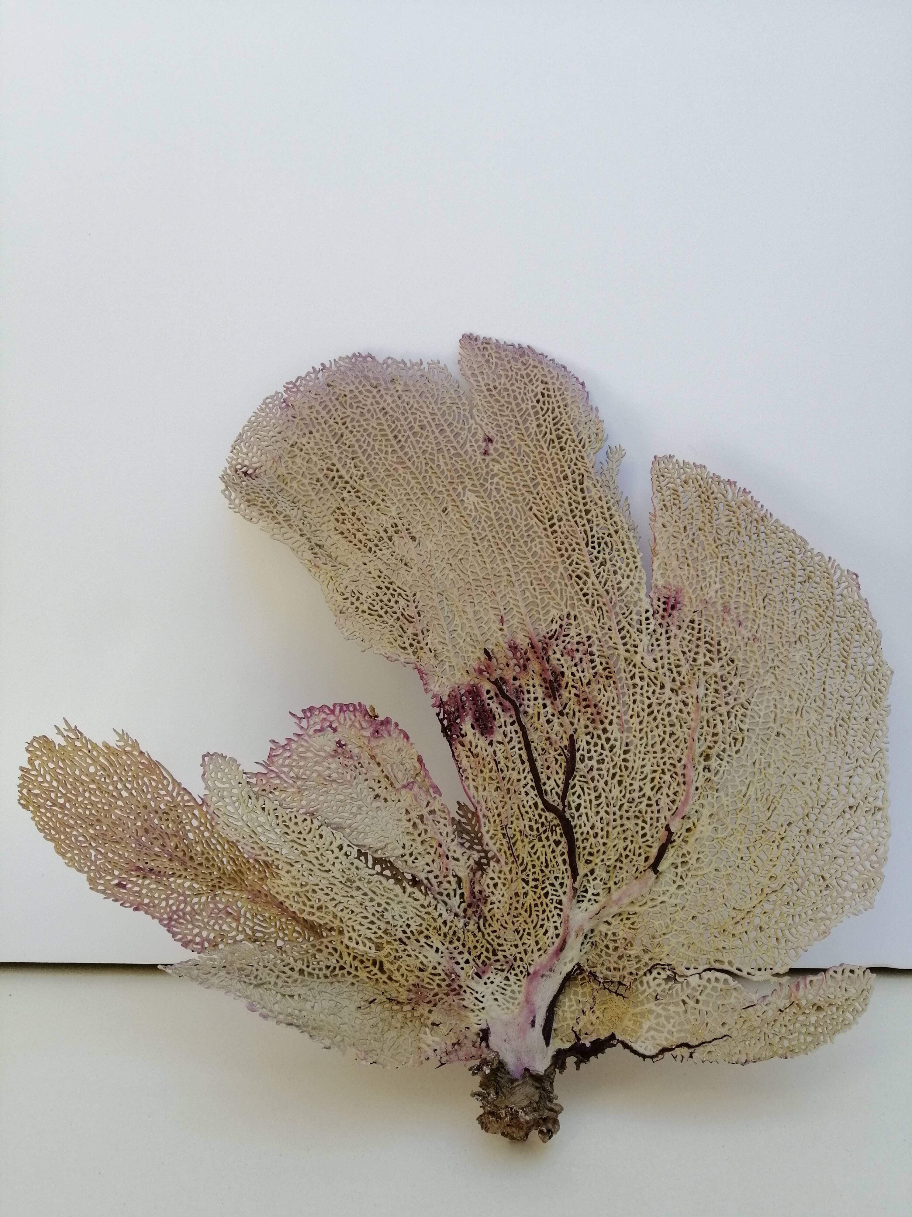 Ancient gorgon coral