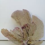 Ancient gorgon coral