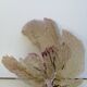 Corail gorgone ancien