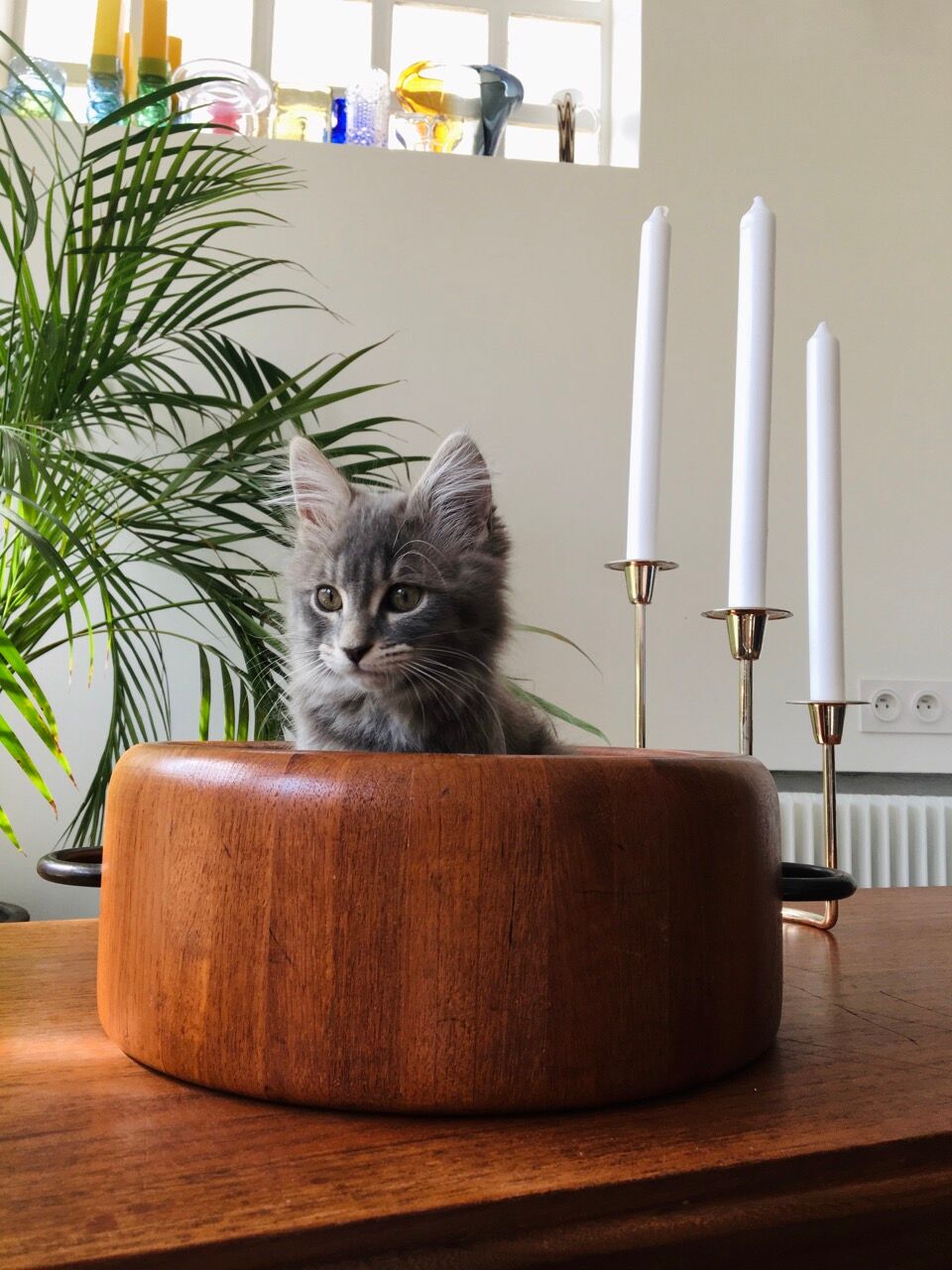 Dish XXL Digsmed Denmark