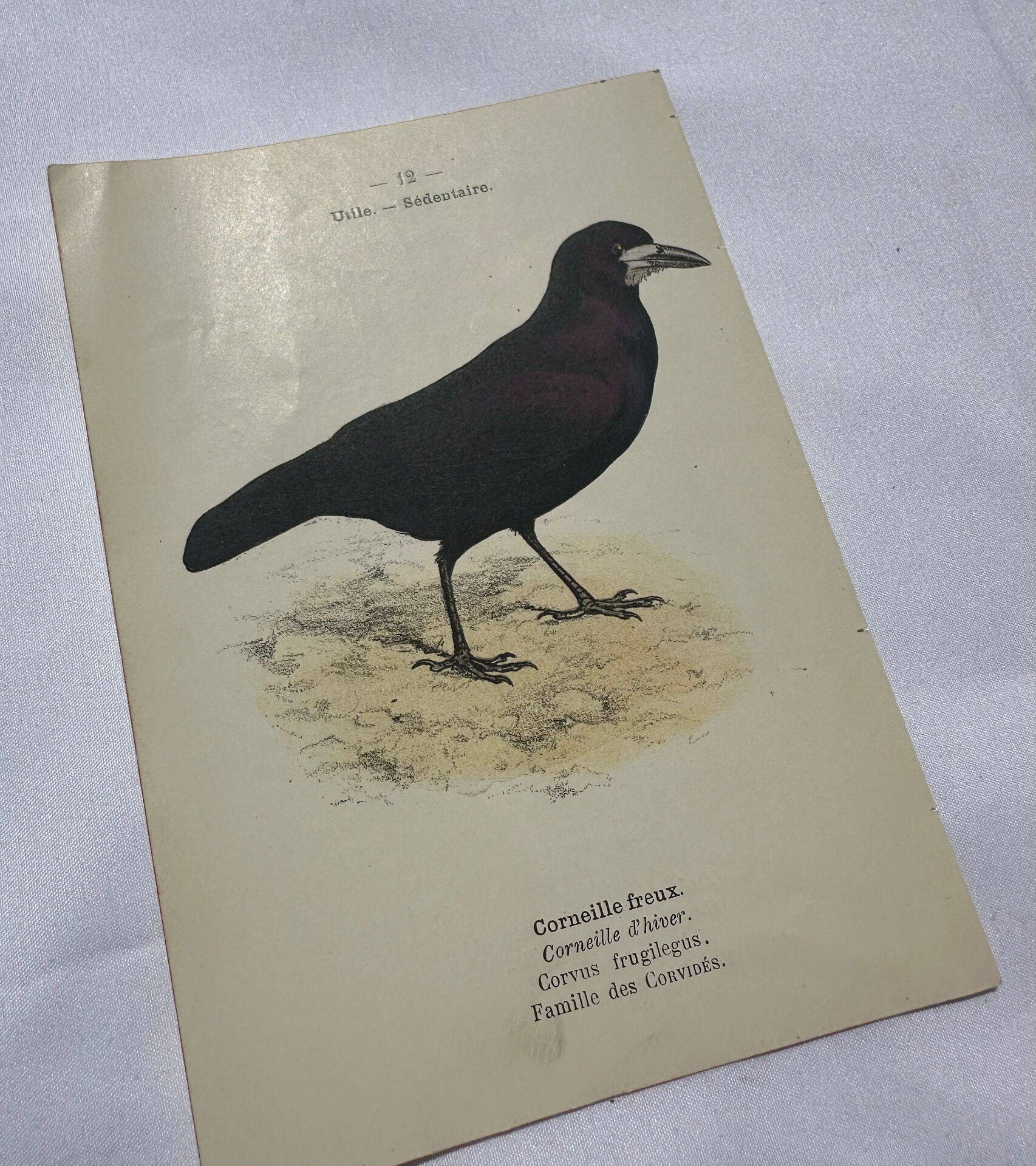Planche Botanique Gravure oiseaux naturaliste  19eme recto verso  A