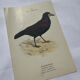 Planche Botanique Gravure oiseaux naturaliste  19eme recto verso  A