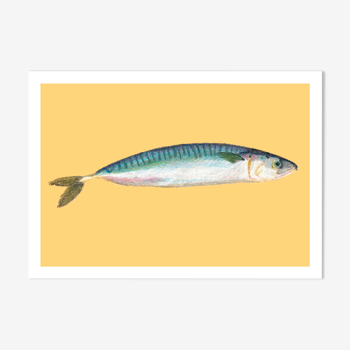 Pastel Mackerel - A4 - sea fish