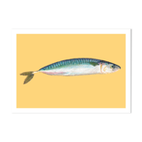 Pastel Mackerel - A4 - sea fish
