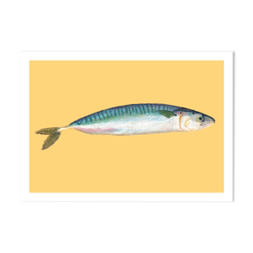 Pastel Mackerel - A4 - sea fish