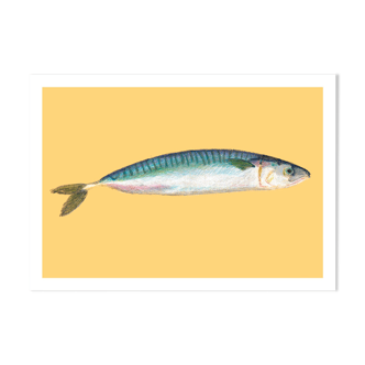 Pastel Mackerel - A4 - sea fish