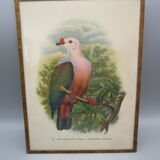 Engraving of ancient birds