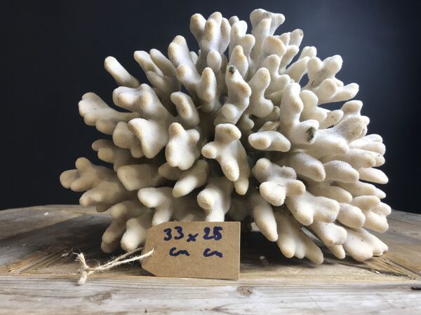 Corail Elkhorn