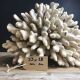Elkhorn Coral