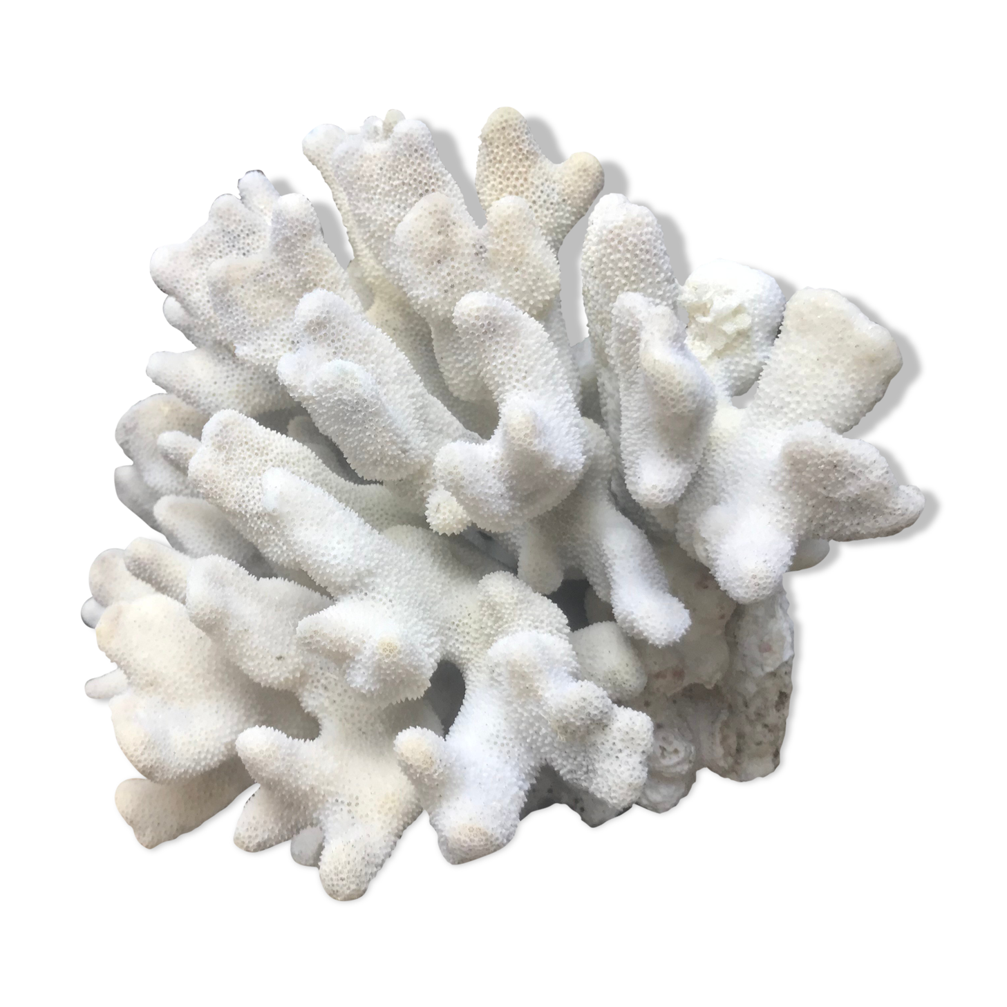 Elkhorn coral