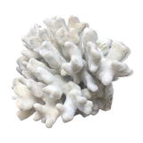 Elkhorn coral