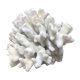 Elkhorn coral