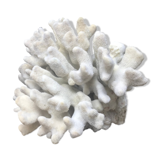 Elkhorn coral