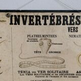 Board Émile Deyrolle