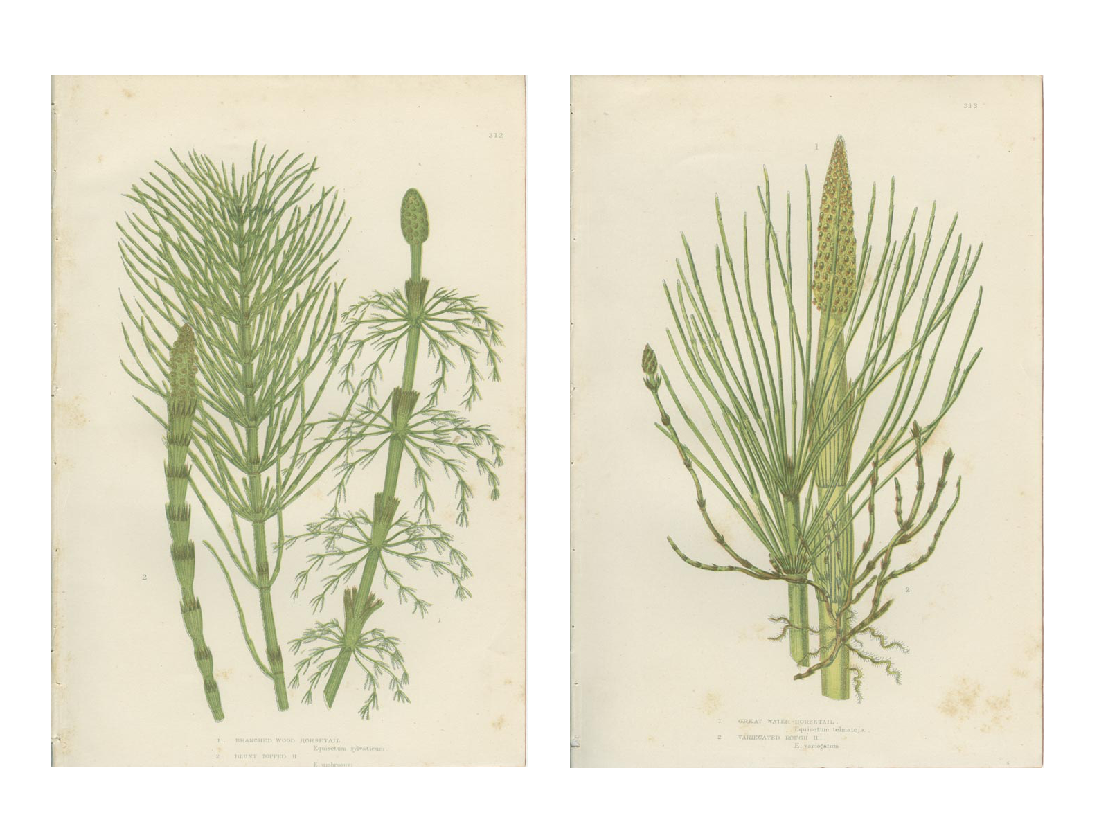 2 Botanical Illustrations of Horsetail Plants
