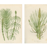 2 Botanical Illustrations of Horsetail Plants