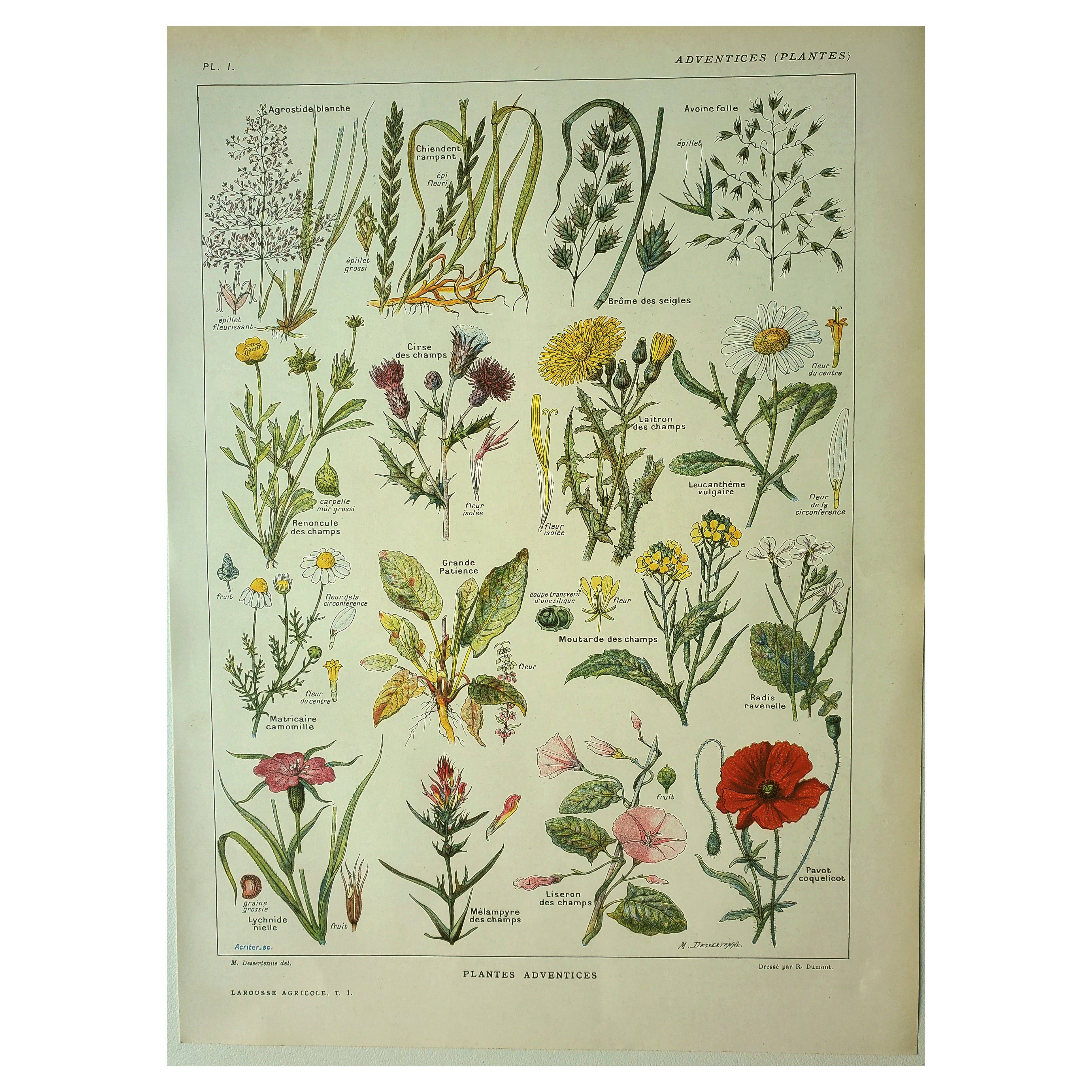 Botanical plate 1921 M. Dessertenne - Weeds