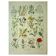 Botanical plate 1921 M. Dessertenne - Weeds