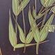 4 plaques fleurs vintage