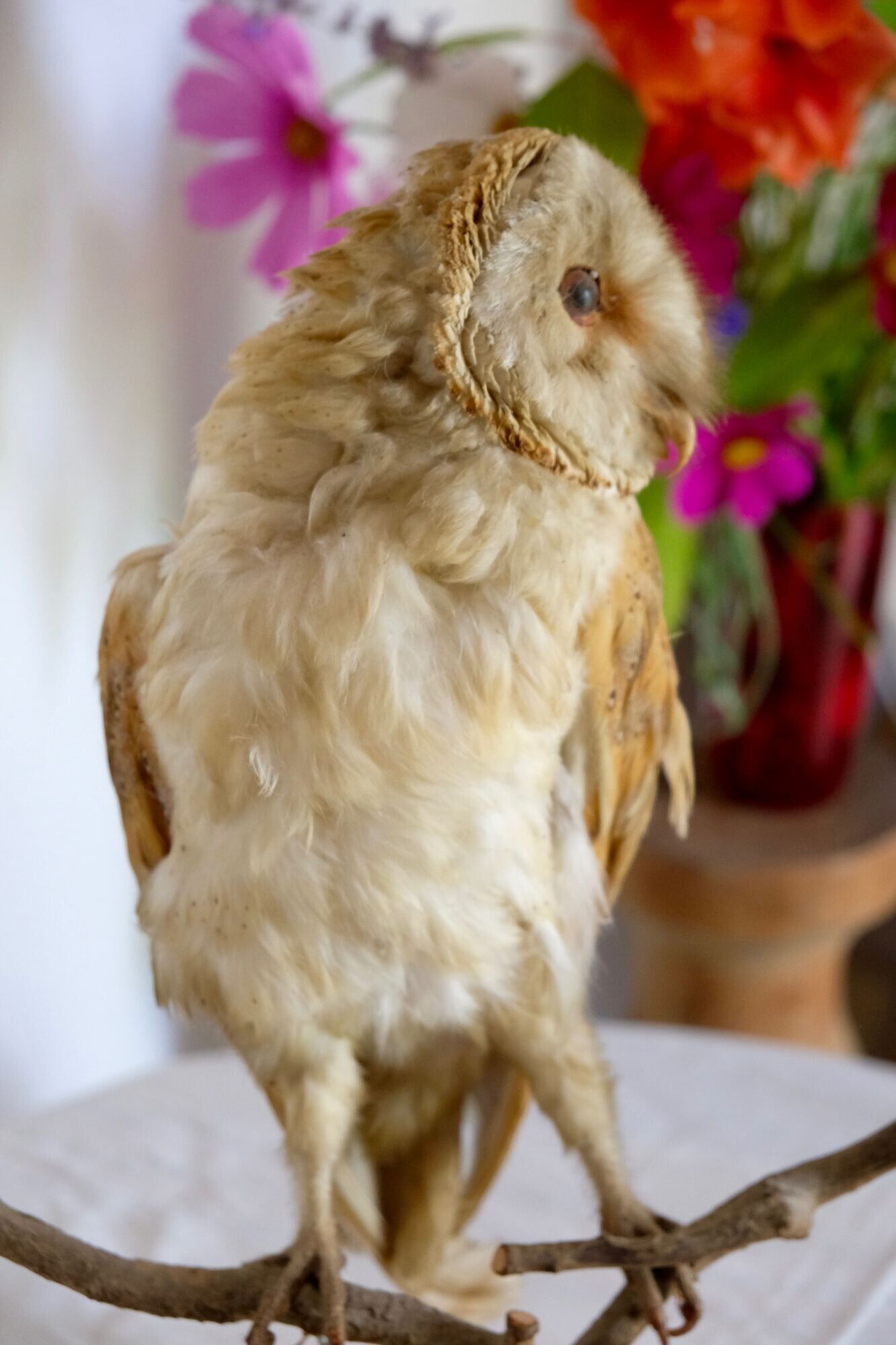 Taxidermy owl owl naturalized from the 70s