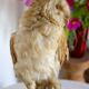 Taxidermy owl owl naturalized from the 70s