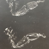 Photogramme original JM Baufle, entomologie, circa 1940
