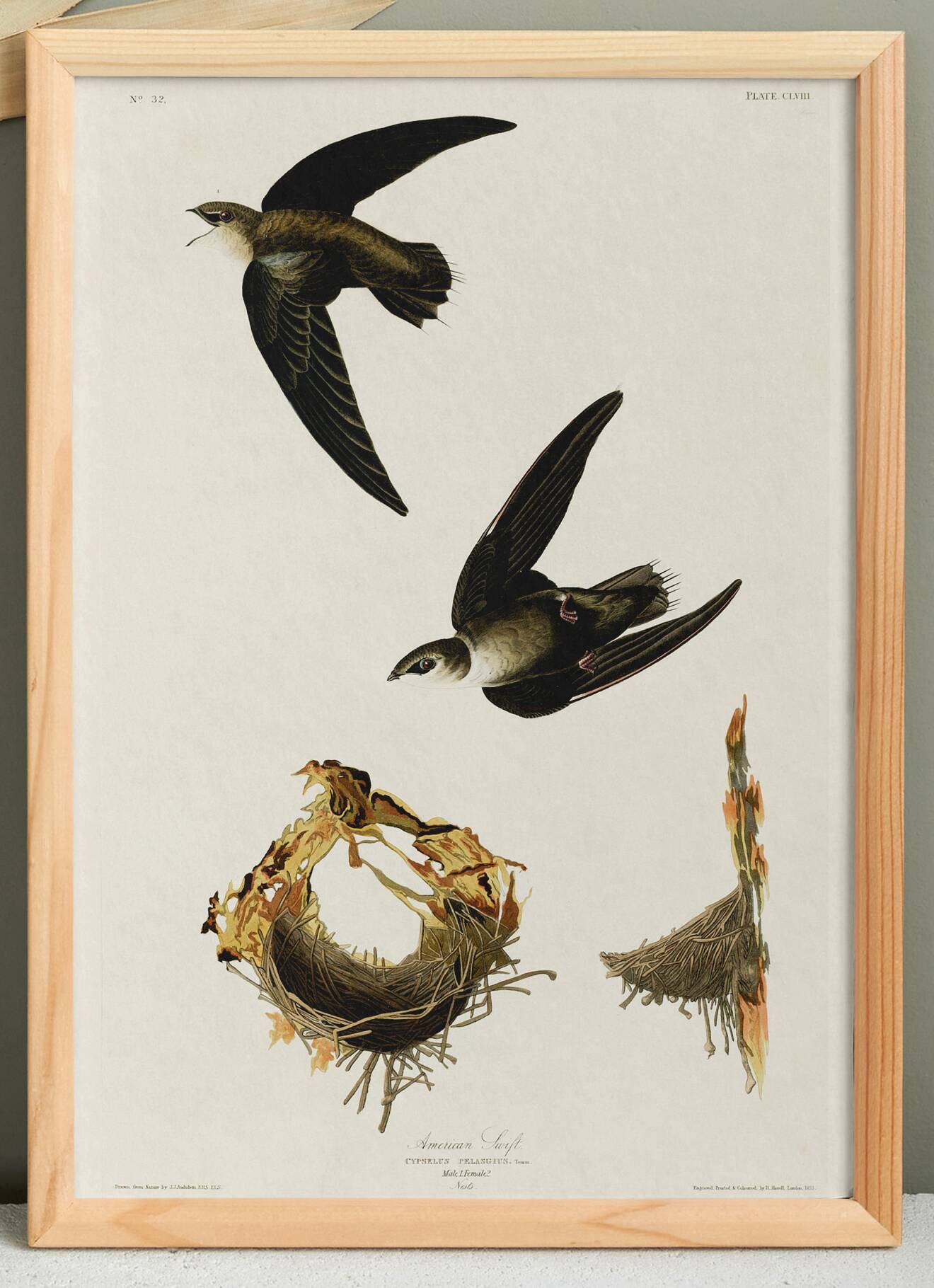 Poster about “the American Swift”, based on an old engraving from 1827.