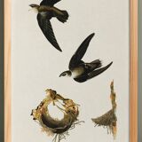 Poster about “the American Swift”, based on an old engraving from 1827.