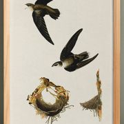 Affiche sur “le Martinet d’Amérique”, d’après une gravure ancienne de 1827.