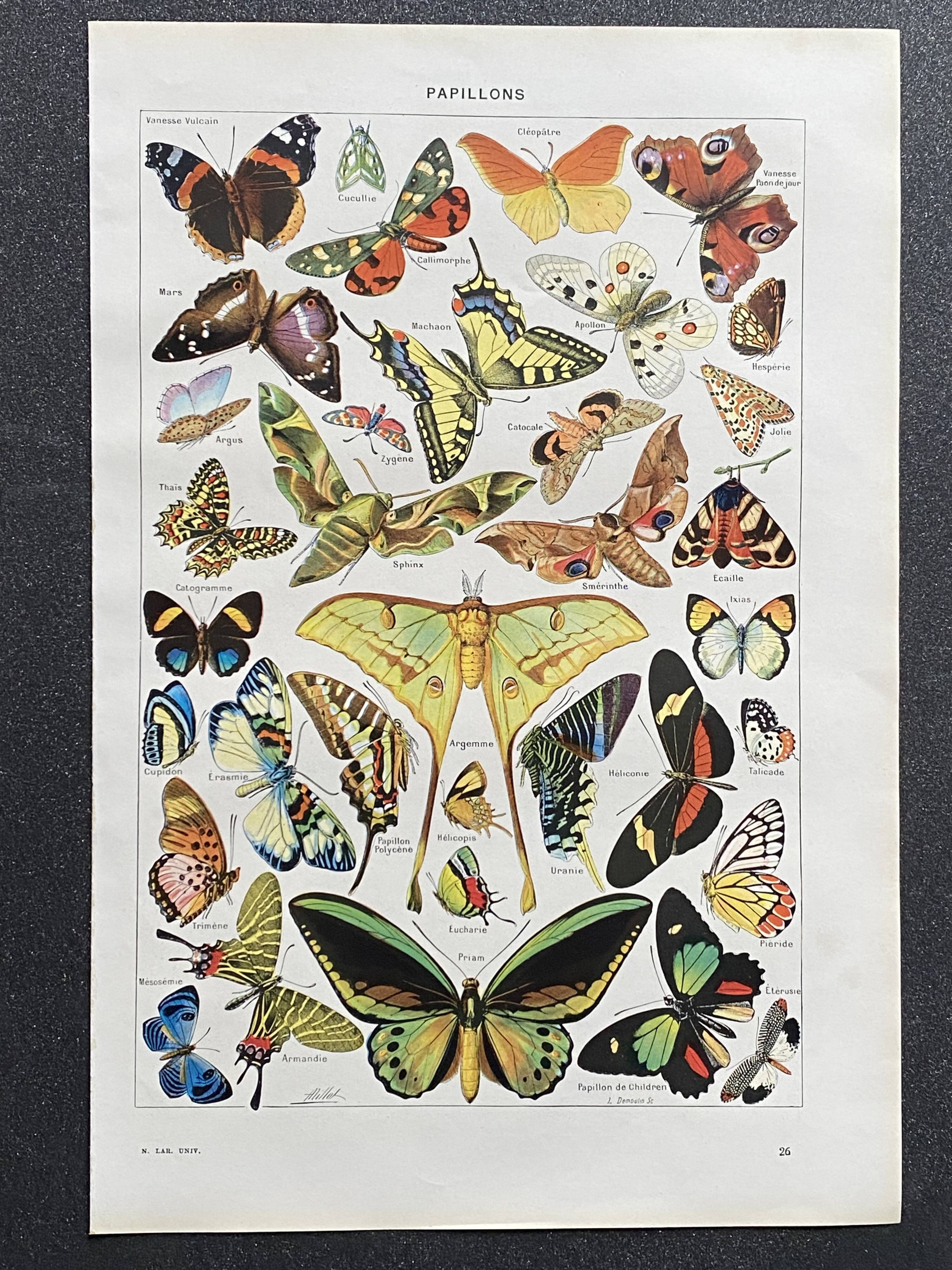 Old Millot illustration "butterflies"